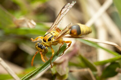 Ropalidia romandi