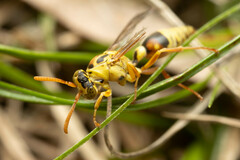 Ropalidia romandi