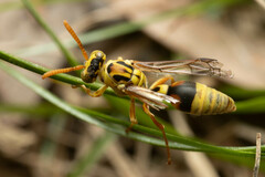 Ropalidia romandi