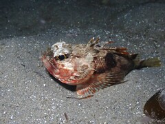 Maxillicosta scabriceps