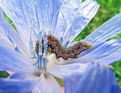 Helicoverpa armigera