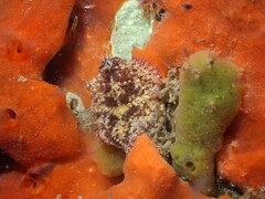 Thysanozoon brocchii