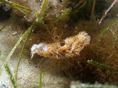 Thysanozoon brocchii