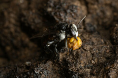 Tetragonula carbonaria