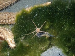 Amphipholis squamata