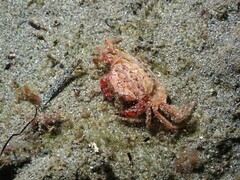 Nectocarcinus tuberculosus