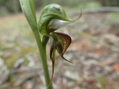 Pterostylis lepida