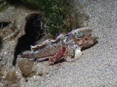 Aploactisoma milesii