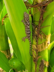 Gekko chinensis