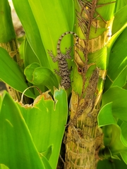 Gekko chinensis