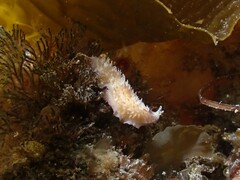 Thysanozoon brocchii