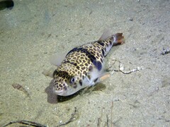Tetractenos glaber