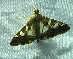 Glyphodes stolalis