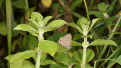 Anthene emolus emolus