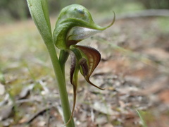 Pterostylis lepida