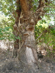 Ficus racemosa
