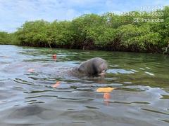 Trichechus manatus