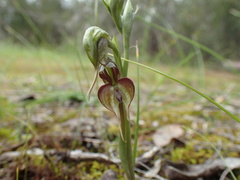 Pterostylis lepida