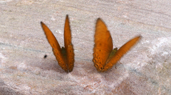 Cirrochroa tyche mithila