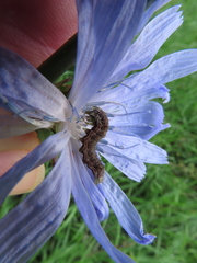 Helicoverpa armigera