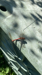 Sympetrum striolatum