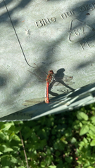 Sympetrum sanguineum
