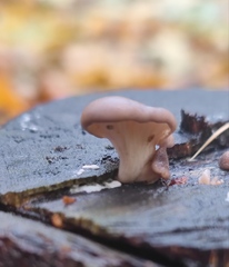 Pleurotus ostreatus