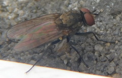 Leucophora