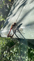 Sympetrum striolatum