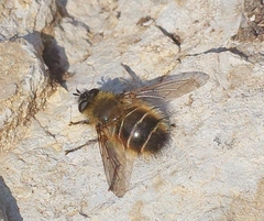 Tachina ursina