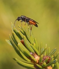 Aglaostigma aucupariae