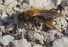 Andrena bicolor