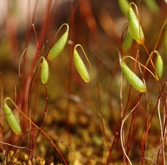 Ptychostomum capillare