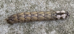 Acherontia atropos