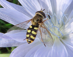 Eupeodes corollae