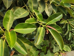 Ficus elastica