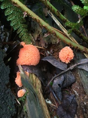 Tubifera