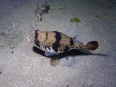 Tetractenos glaber