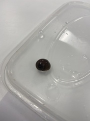 Littorina