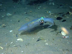 Sepioteuthis australis