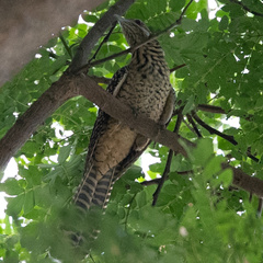 Eudynamys scolopaceus