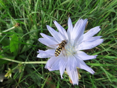 Eupeodes corollae
