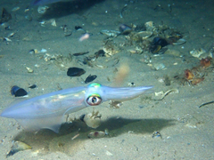 Sepioteuthis australis