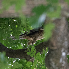 Eudynamys scolopaceus