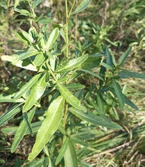 Cirsium arvense integrifolium