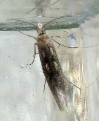 Plutella xylostella