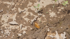 Cirrochroa tyche mithila