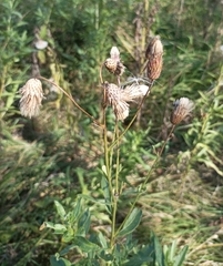 Cirsium arvense integrifolium