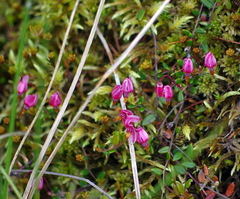 Vaccinium oxycoccos