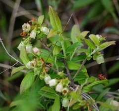 Vaccinium myrtilloides